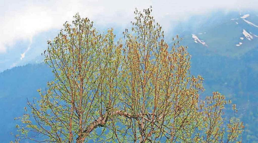 bhojpatra tree information