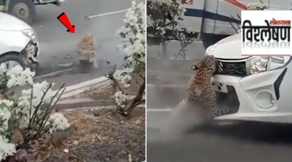 leopard crash car