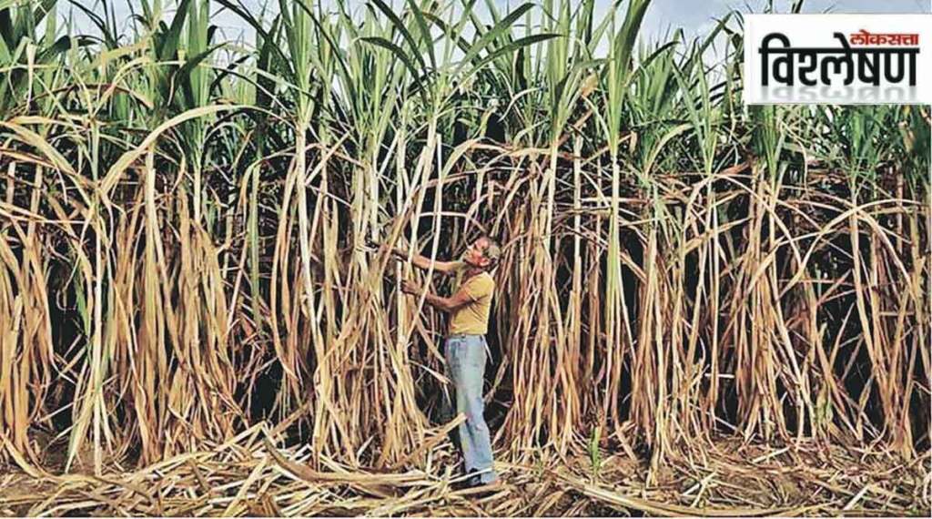 india becomes largest producer of sugar in world