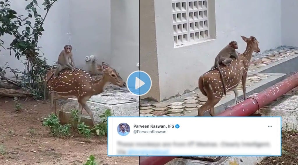 monkey take a ride on deer viral video