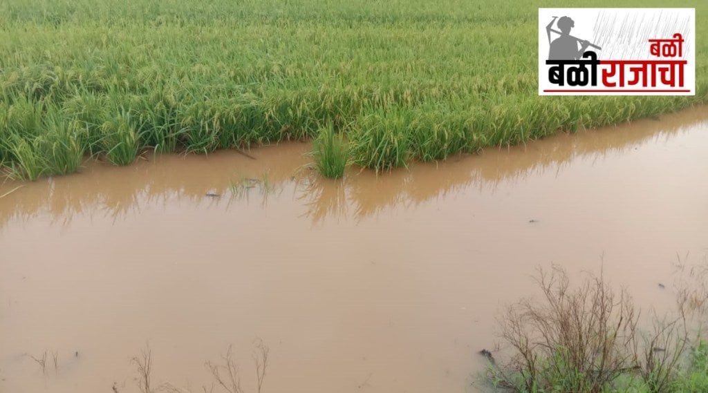 Damage to cash crops in western Maharashtra due to heavy rains