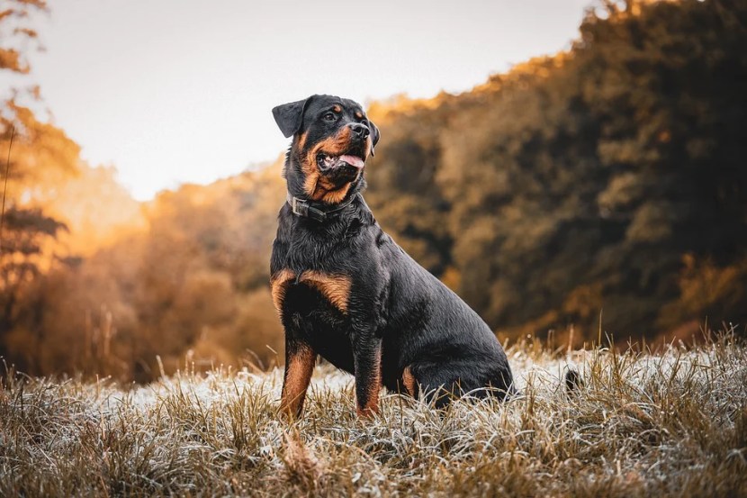 रॉट वीलरRottweiler दिसायला पातळ आहे, पण त्याच्या जबड्याची पकड इतकी मजबूत आहे की त्यातून मुक्त होणे सोपे नाही. सहसा त्यांचे वजन ३५ ते ५० किलो असते. अनेक देशांमध्ये या कुत्र्याला घरात ठेवण्यास बंदी आहे. (Photo : Pixabay)