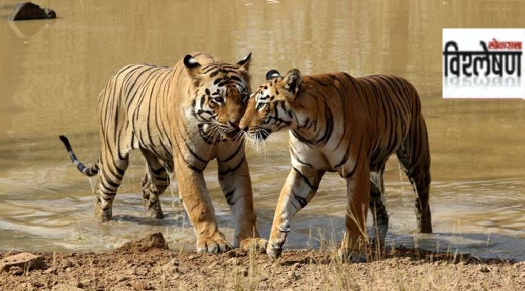 tiger mating season