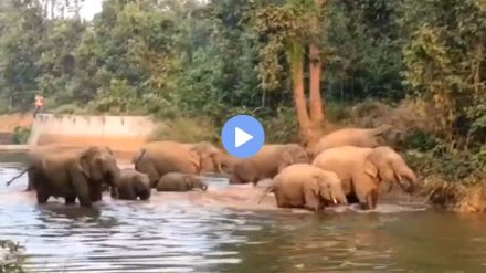 elephants bathing funny video