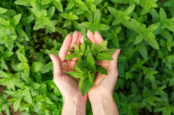 Ginger turmeric milk tulsi juice citrus fruits Natural Home remedies to protect yourself from air pollution