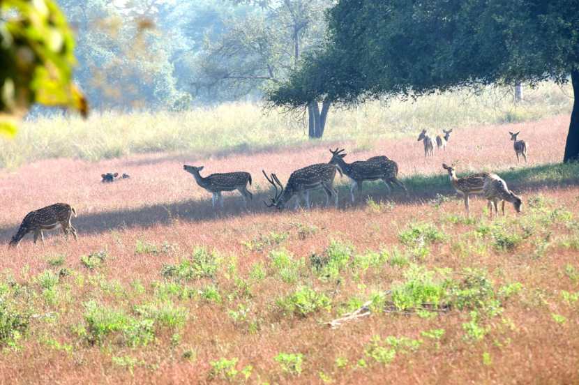 सध्या ताडोबात व्याघ्र दर्शनाचा हंगाम सुरु असल्यामुळे मोठ्या प्रमाणात पर्यटक दाखल होत आहेत.