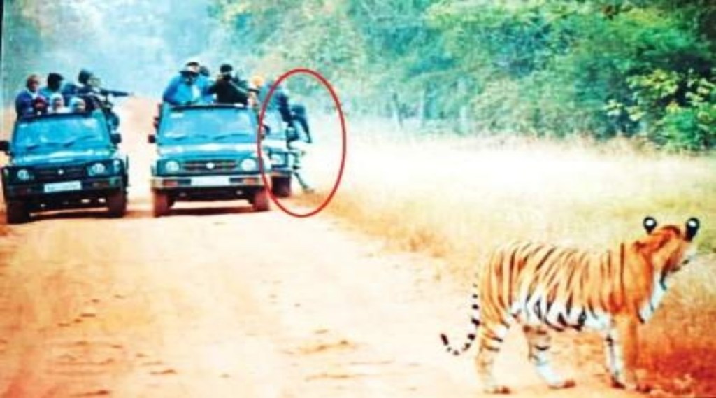 A tourist fell off a gypsy in front of a Maya tigress at Tadoba Andhari Tiger Reserve