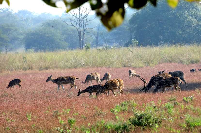 ताडोबात बिबळ्या, नीलगाय, चितळ, हरण, सांबर, अस्वल, साळिंदर, चांदीअस्वल, भेकर, रानमांजर, ढोल जंगली कुत्रे, खवले मांजर, चौसिंगा, रानगवा व इतरही अनेक प्राणी आहेत.