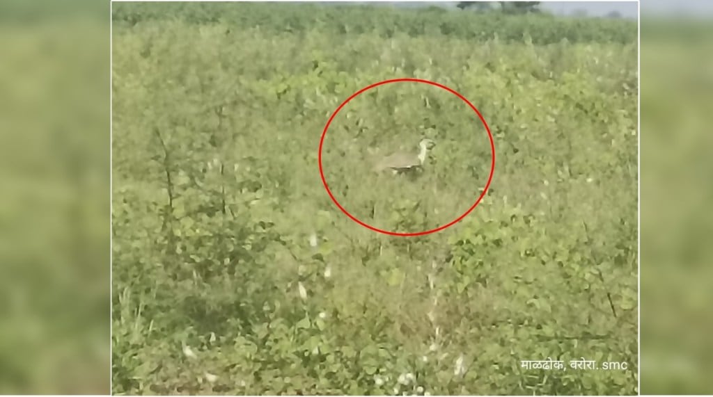 Maldhok was spotted in a field in Varora taluka of Chandrapur district