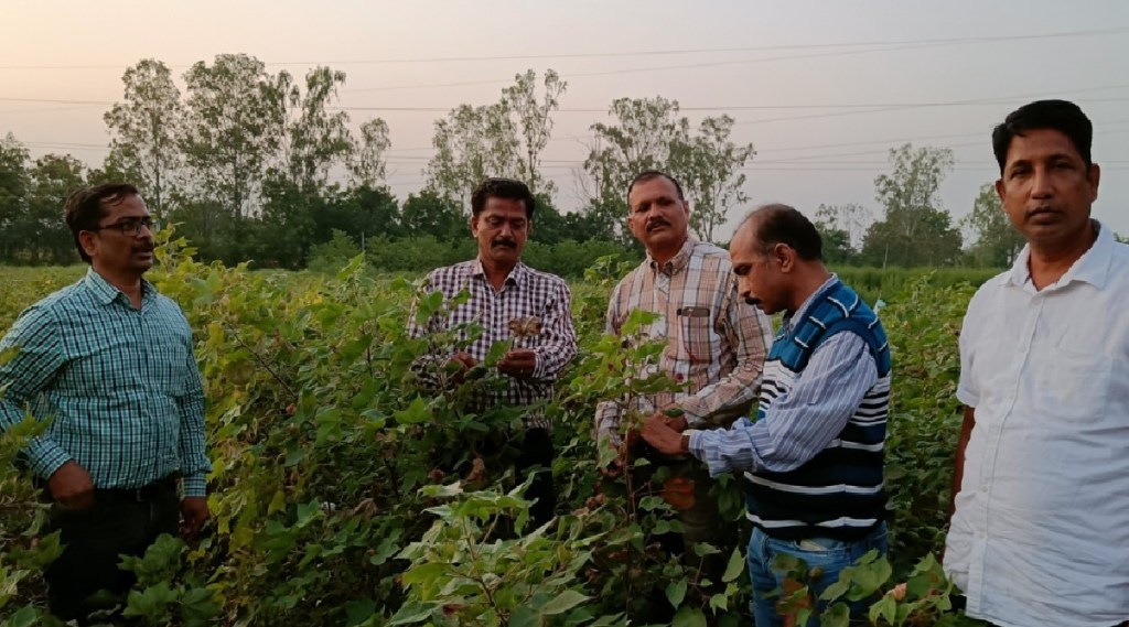 A plant disease has occurred on cotton in West Vidarbha