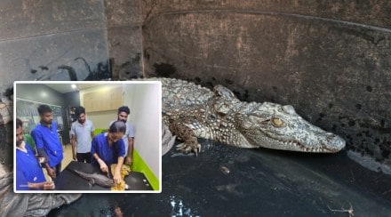 Crocodiles in human habitation in Aarey