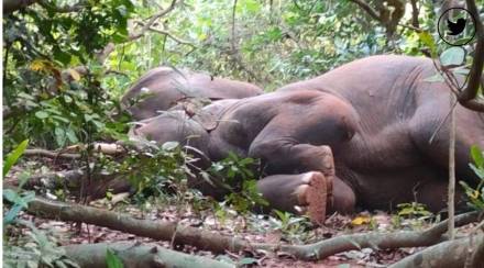 Elephant-herd-gets-‘drunk-consuming-fermented-water-in-Odisha