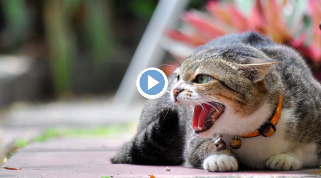 Viral Video Cat Fight on Road Crow Provokes Ugly Fight Shocking Clip