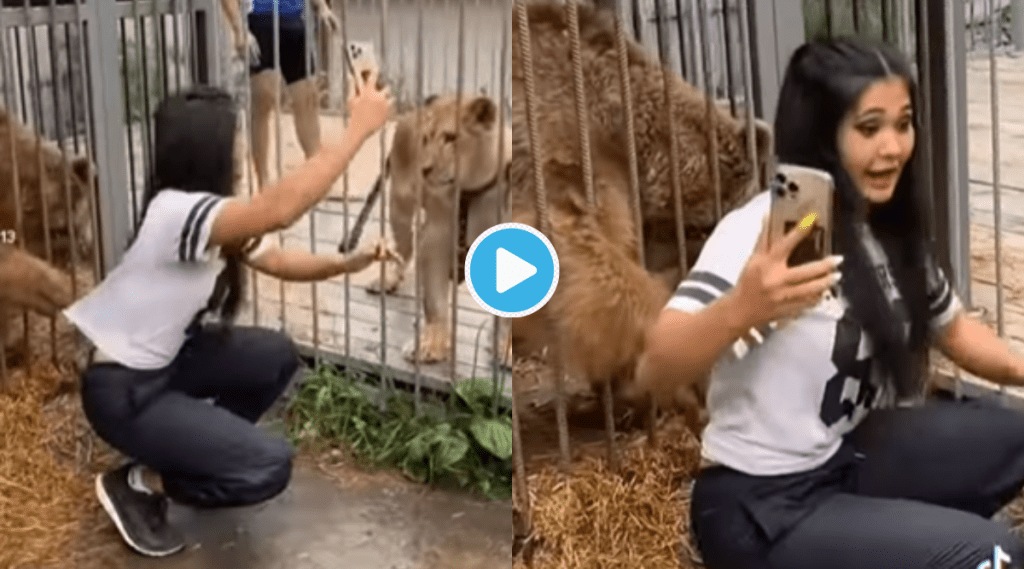 Viral Video Bear Pulls Girls Tshrit In Zoo Trying to Take Selfie with Lioness Shocking Clip