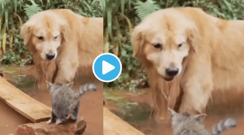 Viral Video Dog Saves Cats Life By Using Brain Shocking Clip makes Netizens Emotional