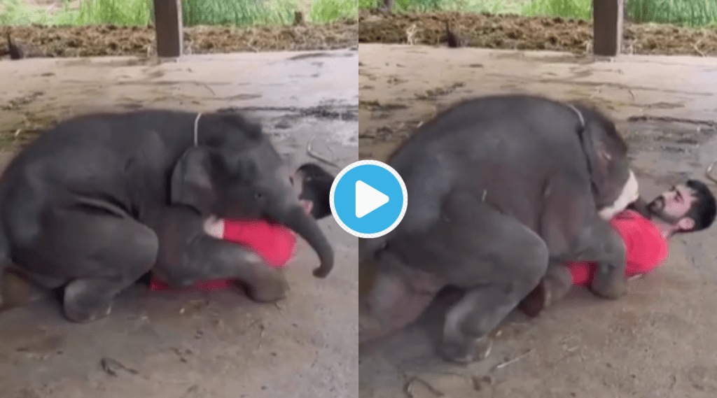 Viral Video Elephant Jumps on Tourist Plays While sittling on Chest Shocking Animal Clip