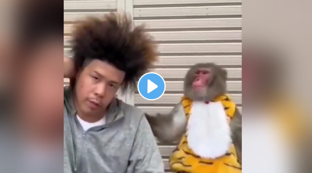 Monkeys reaction to this mans bizarre hairstyle wins internet viral video will definately make you laugh