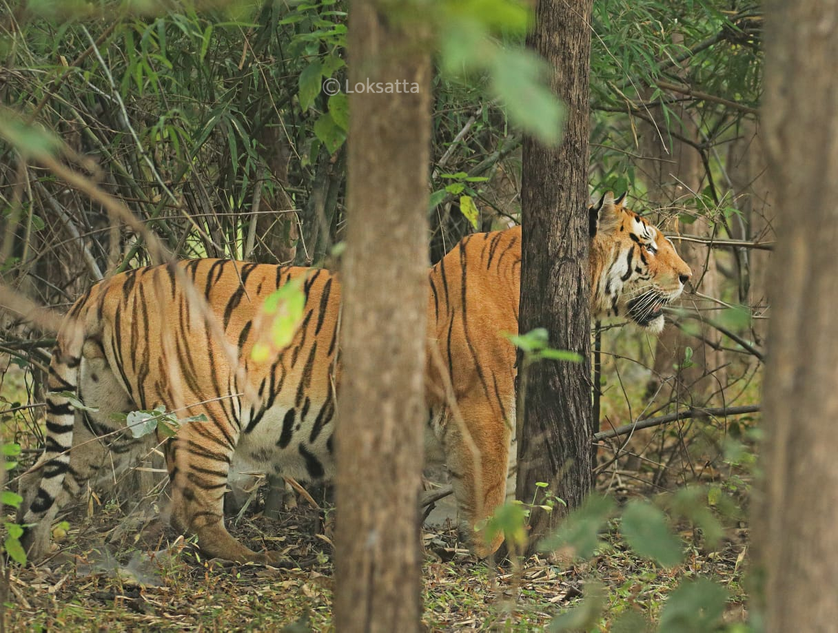 Mystery Male Tiger Information Photos