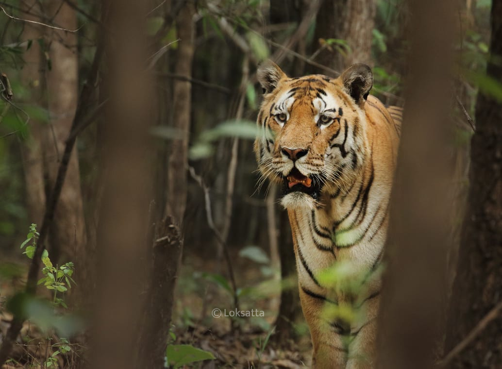 Mystery Male Tiger Information Photos