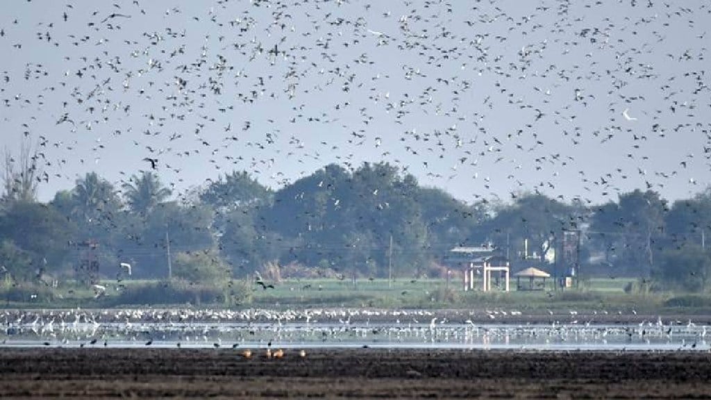 more than nine thousand birds recorded in nandur madhyameshwar sanctuary in nashik