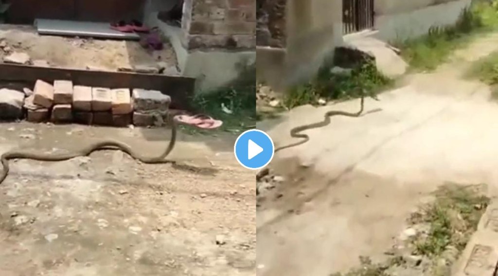 snake viral video