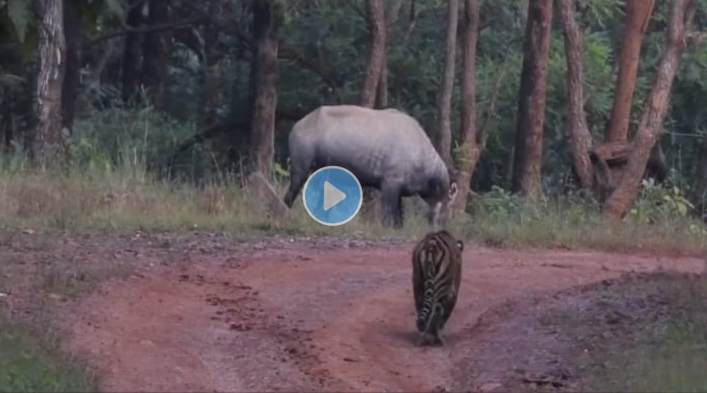 Tiger playing Hide and seek with nilgai is going viral know the reason in this video