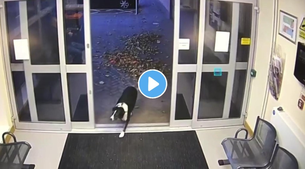 Viral Video Dog goes to police station to report his missing complaint watch what happens next