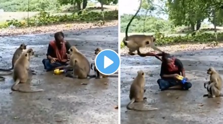 monkey pulls man hair