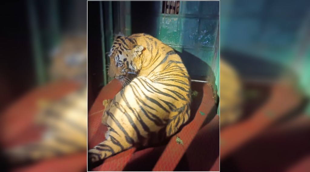 K-4 'Tiger caught in Jalgaon area of ​​South Bramhapuri in Chandrapur