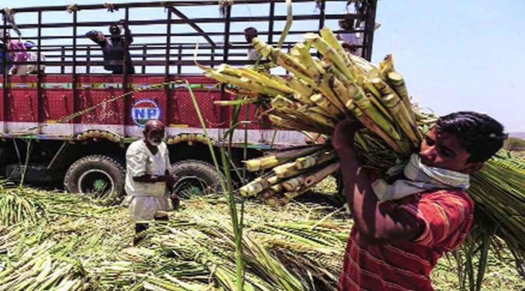 sugar-cane-workers