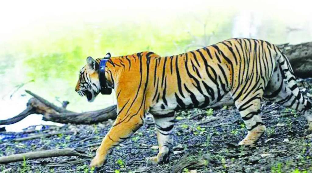 forest staff to participate in tiger census