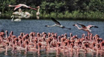 An increase in the number of flamingos in the Thane Bay area mumbai