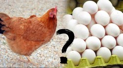 अंडं आधी की कोंबडी? वैज्ञानिकांनी शोधून काढलं या गहण प्रश्नाचं उत्तर