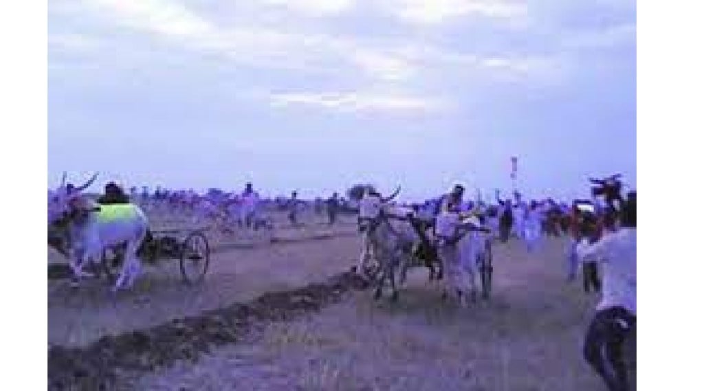 Bullock cart race