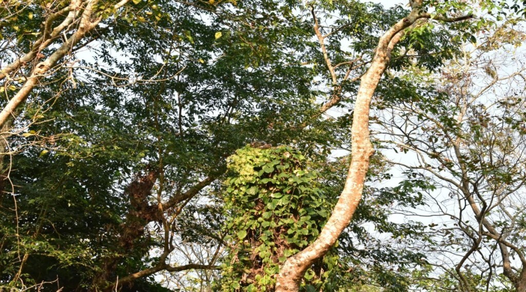 Can you spot a python hidden in a photo shared by ifs officer parveen kaswan take a challenge