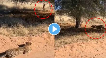 Leopard tries to attack on deer thrilling video of hunting goes viral