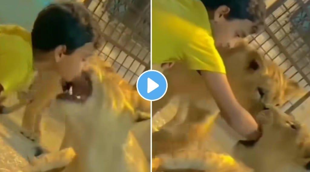 littile child playing with lion