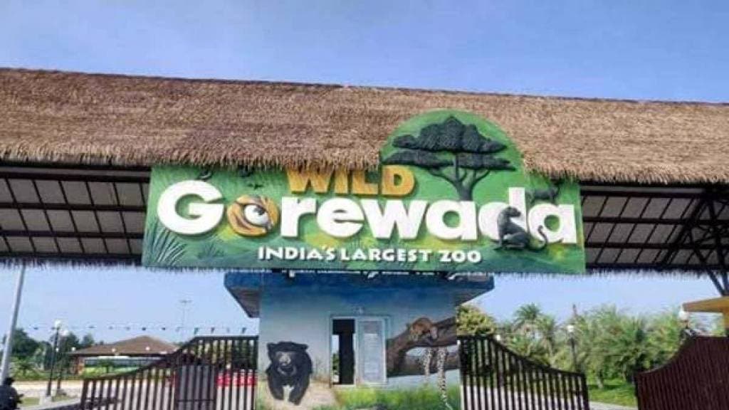 gorewada international zoo one to one and a half months tourists expressed displeasure sightings of tigers and leopards in the zoo are rare