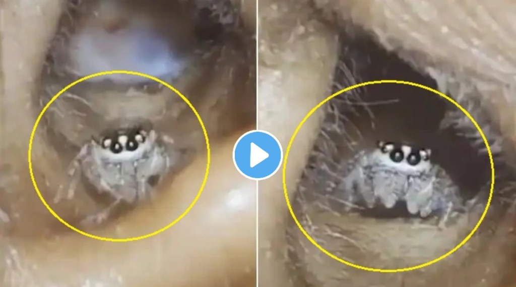 spider roaming in indian woman ear