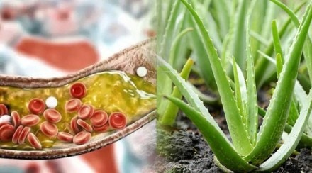 how to use aloevera for high cholesterol