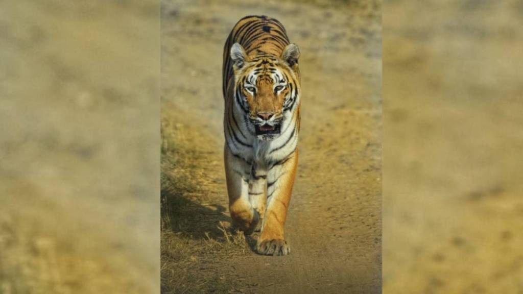 lee tigress of gorewada zoo is pregnant again question is whether she will get the joy of motherhood this time nagpur