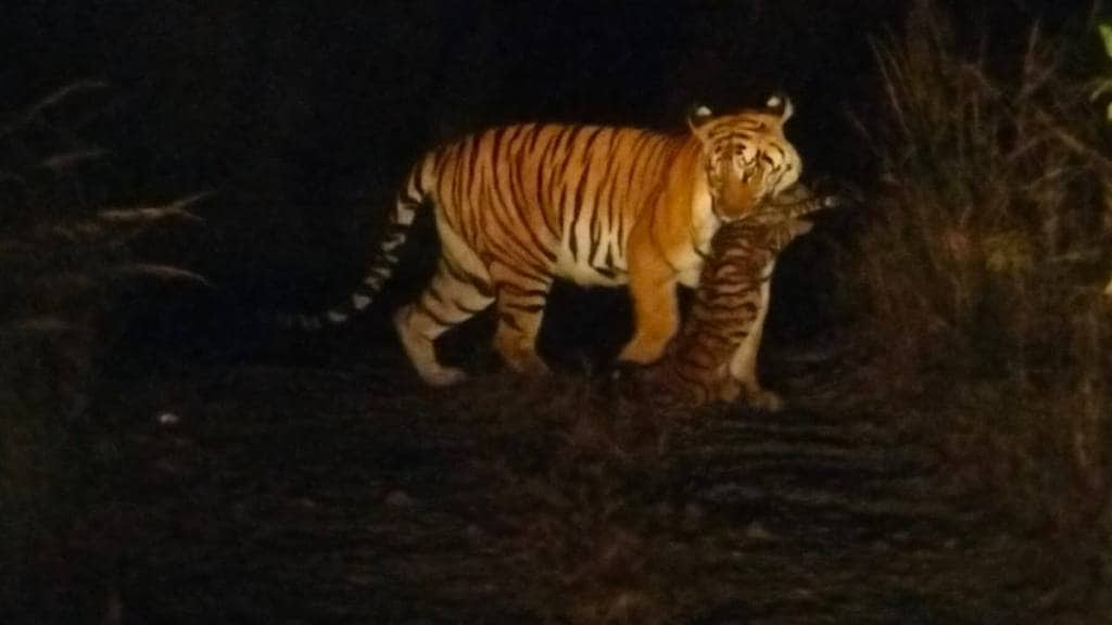 forest guard said that tigress t-65 picked up body of the young calf by its tail pench tiger reserve nagpur