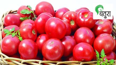 tomatoes are very useful for diabetics and heart patients due to their low calorie content