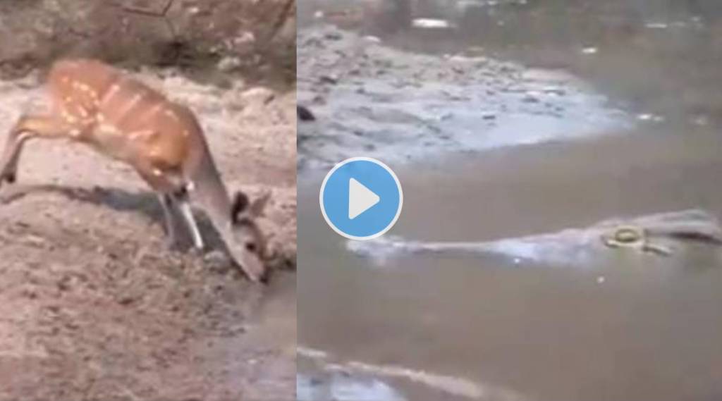 Crocodile tried to attack deer watch what happens next in this Thrilling Viral Video