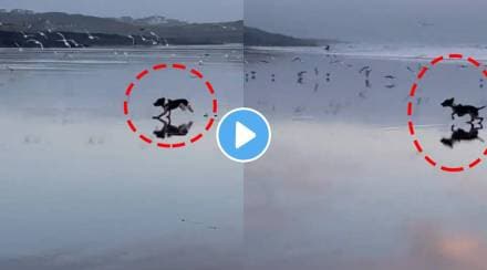 Dog gets punishment for chasing birds and causing trouble for them at seashore viral video will make you laugh