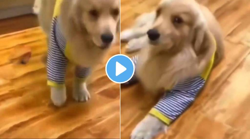 Toy car hits dog his reaction is winning internet watch viral video