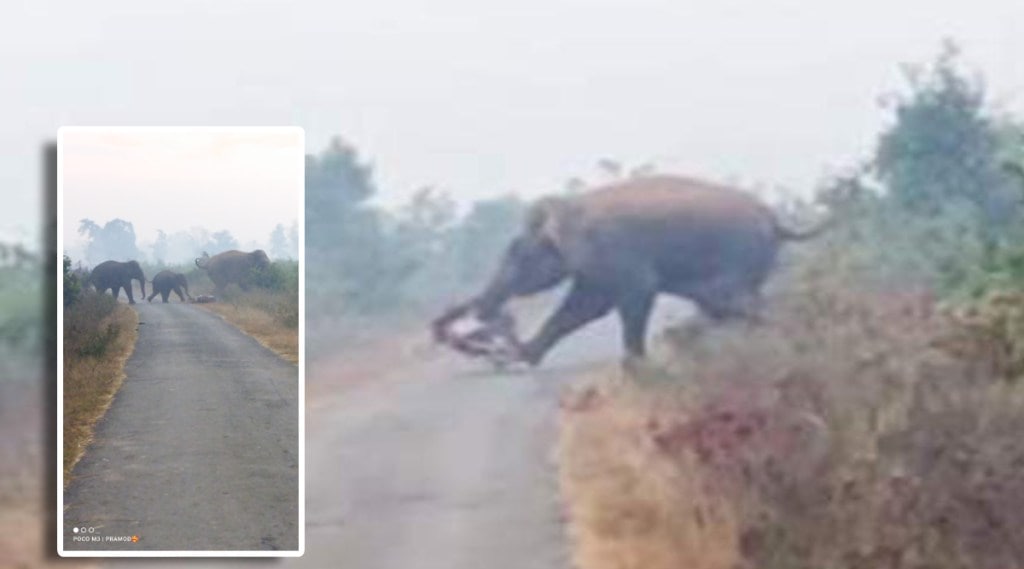 The elephant trampled the bike under its feet