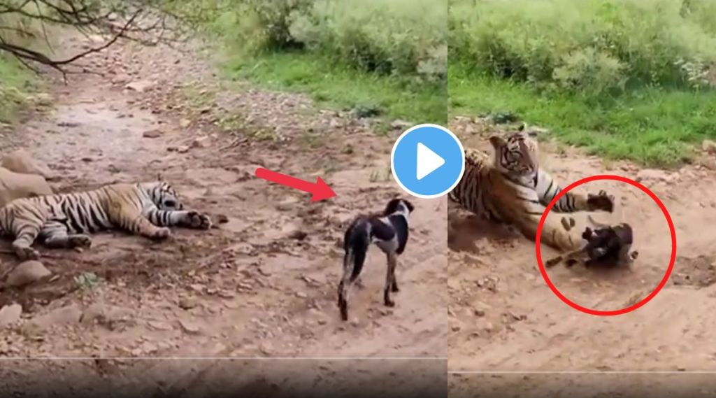 Tiger kills dog viral video on twitter