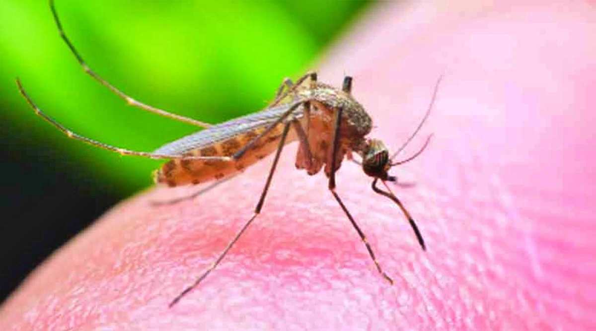 67 Year Old Man Infected With Zika Virus In Pune 7181