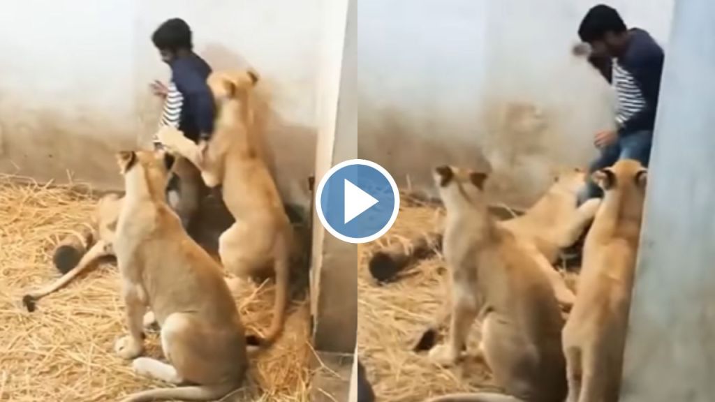 Lion attacked Man